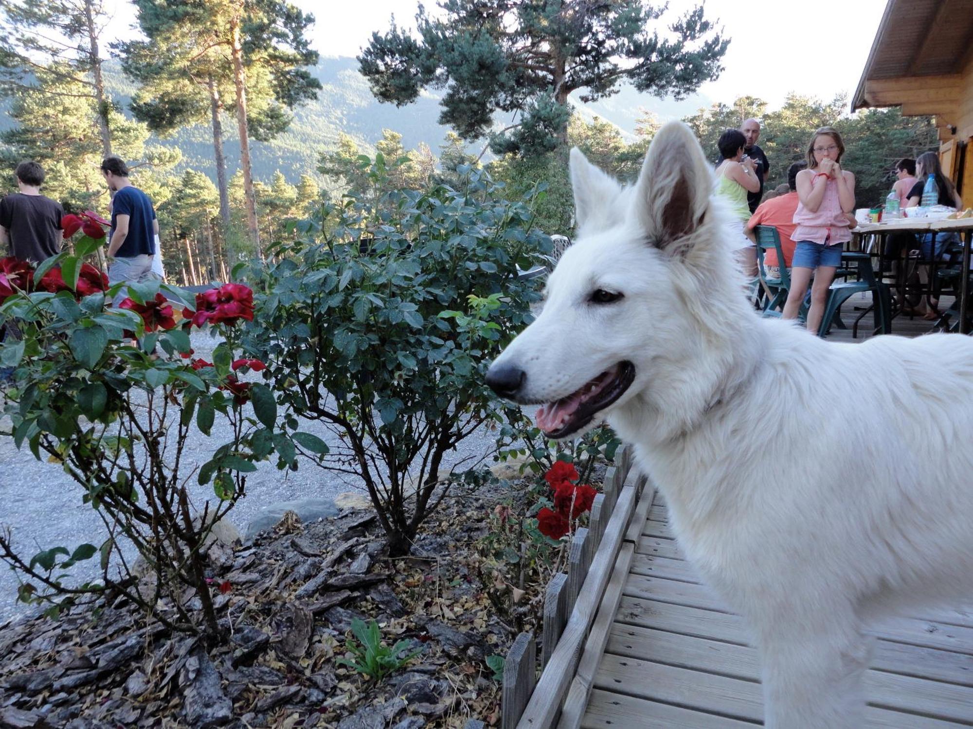 Parc Residentiel De Loisir : Le Loup Blanc Du Riou Hotel Barcelonnette Bagian luar foto
