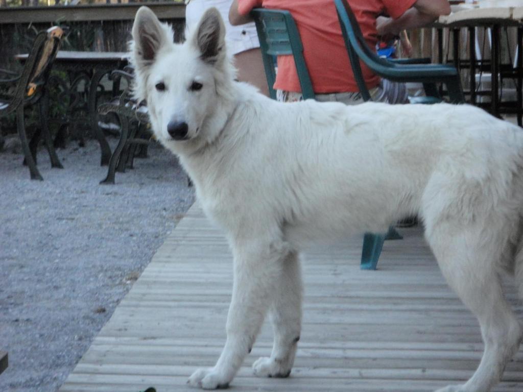 Parc Residentiel De Loisir : Le Loup Blanc Du Riou Hotel Barcelonnette Bagian luar foto